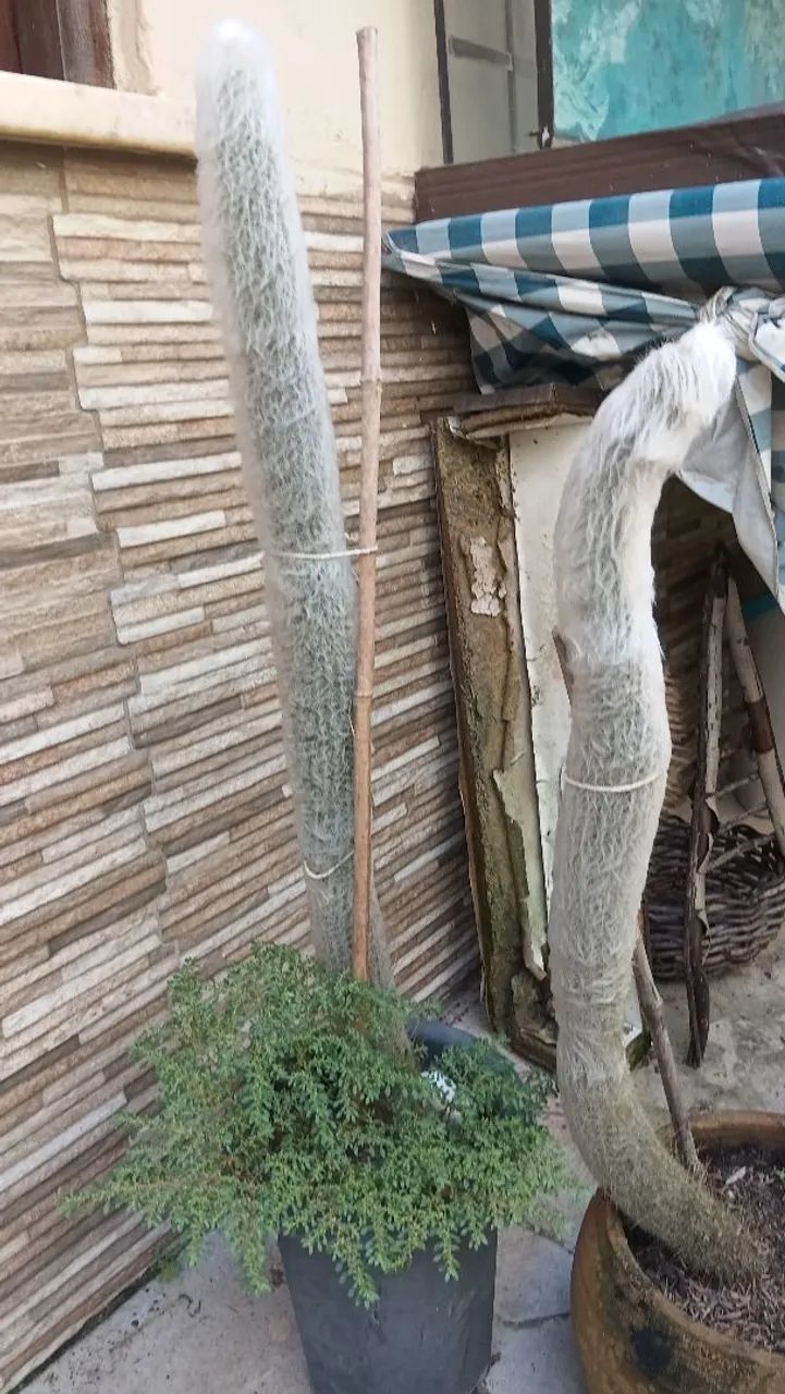 Cacto Cabeça de Velho  - Foto 2