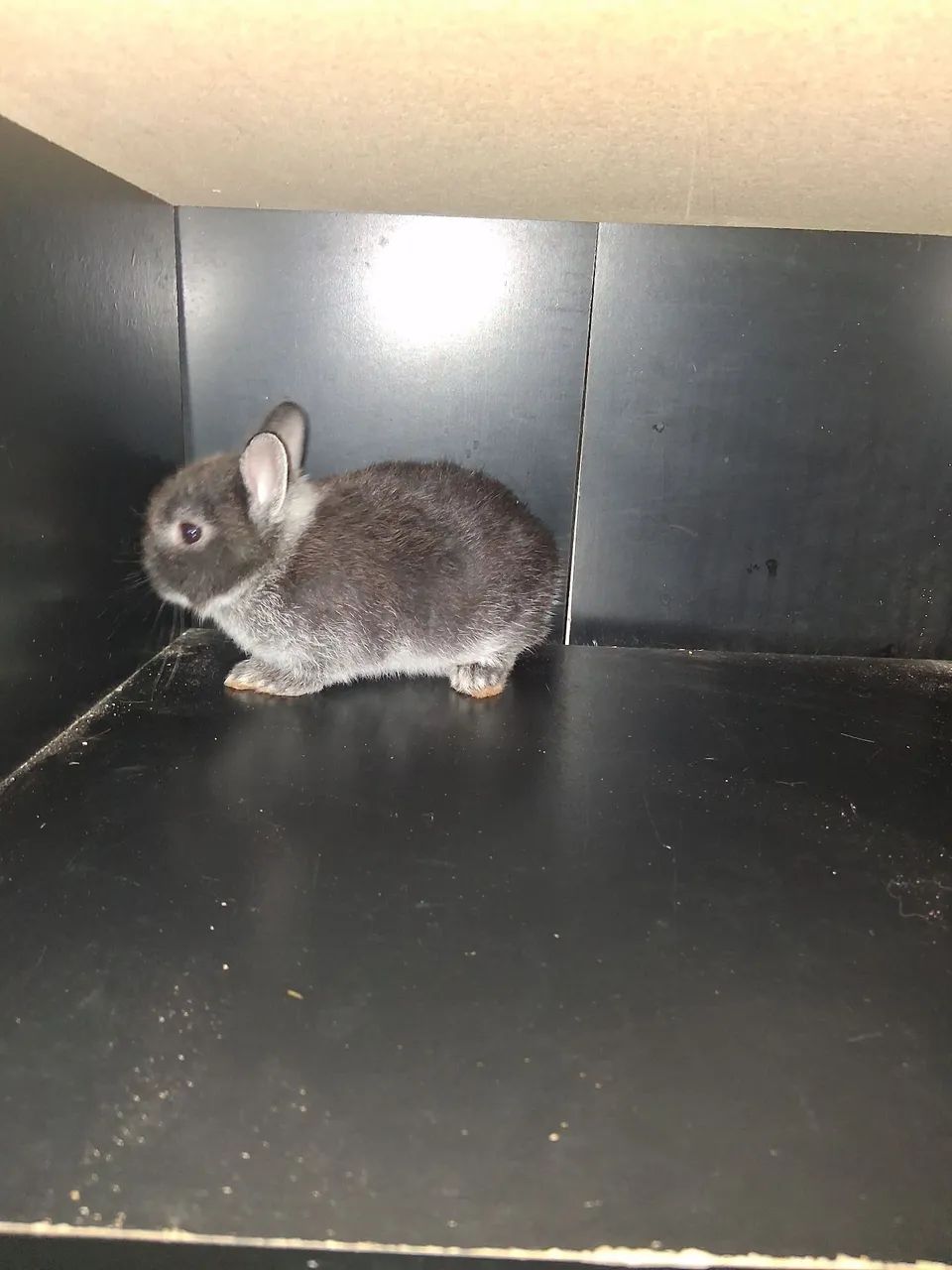 Coelho Fêmea raça Netherland Dwarf anão holandês pelagem Sable Marten - Foto 2