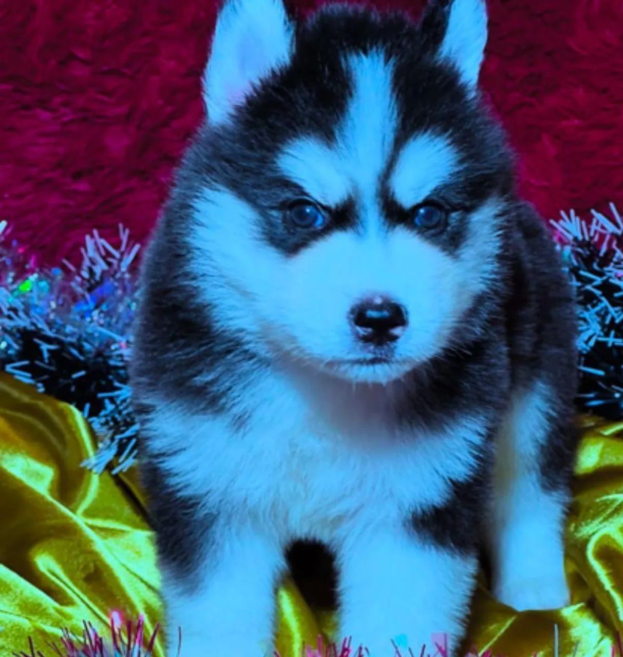 Husky siberiano  - Foto 2