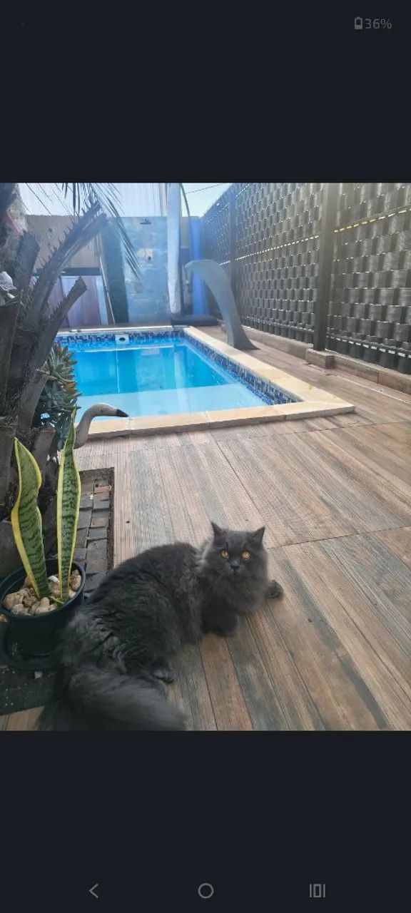 Gata Persa/Angorá  - Foto 2