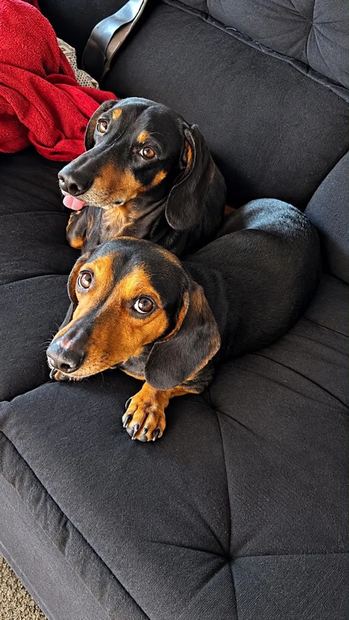 Basset - Foto 2