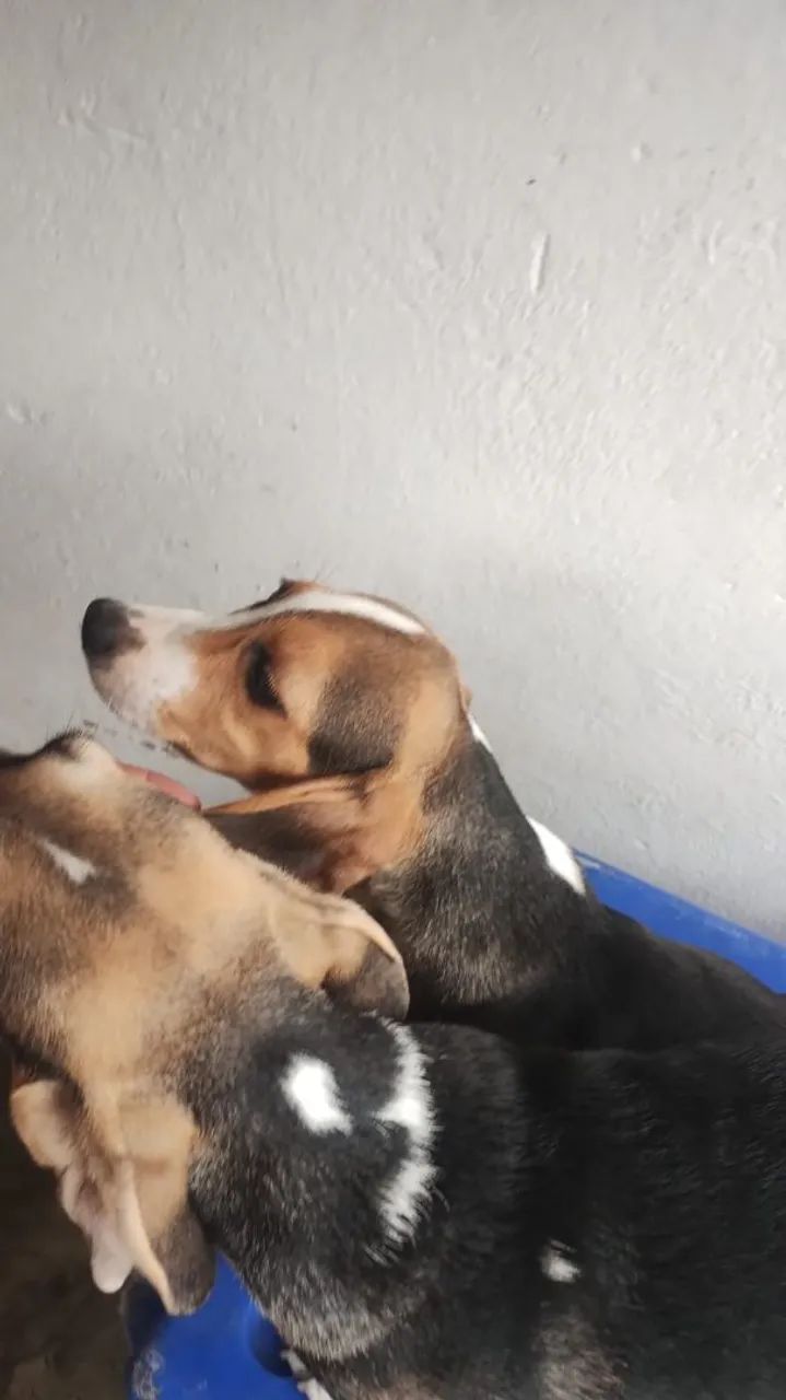 Beagle macho com salsicha cruza acidental - Foto 2