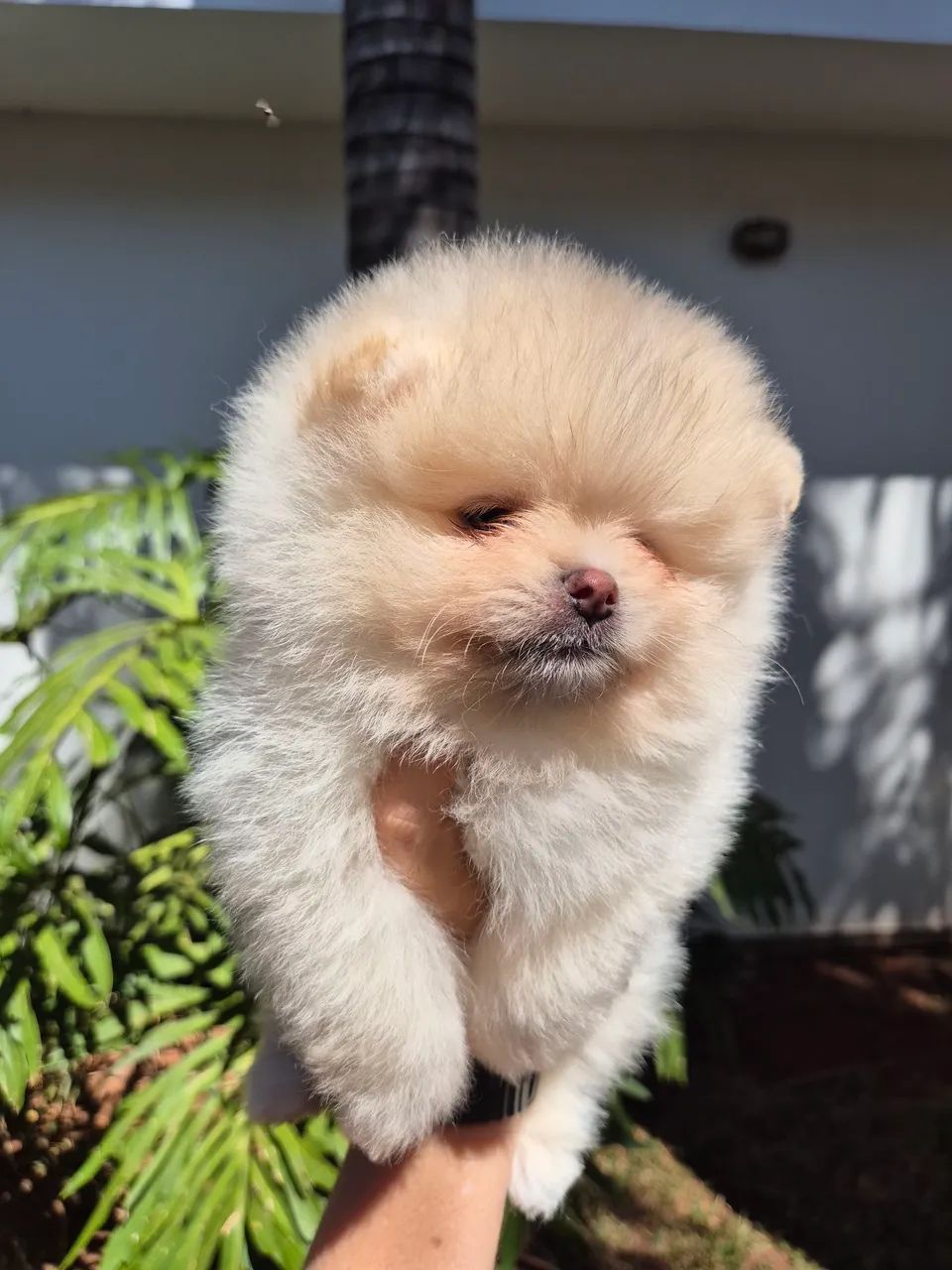 Spitz alemão bem ursinho - Foto 3