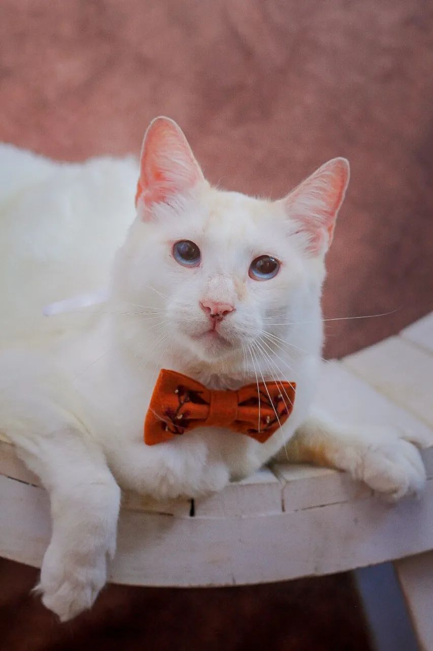 Gatinhos para adoção responsável  - Foto 2