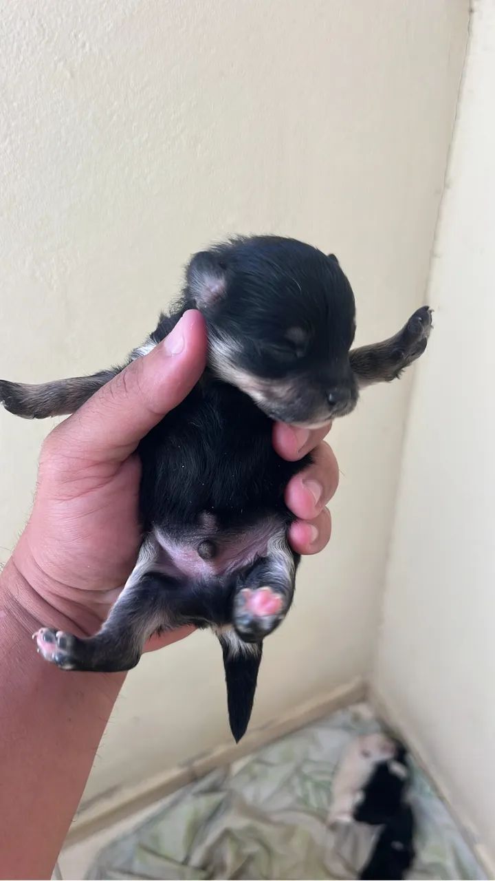 Cachorro 