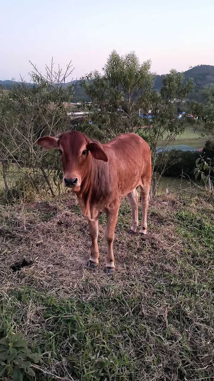 Novilha anelorada  - Foto 2
