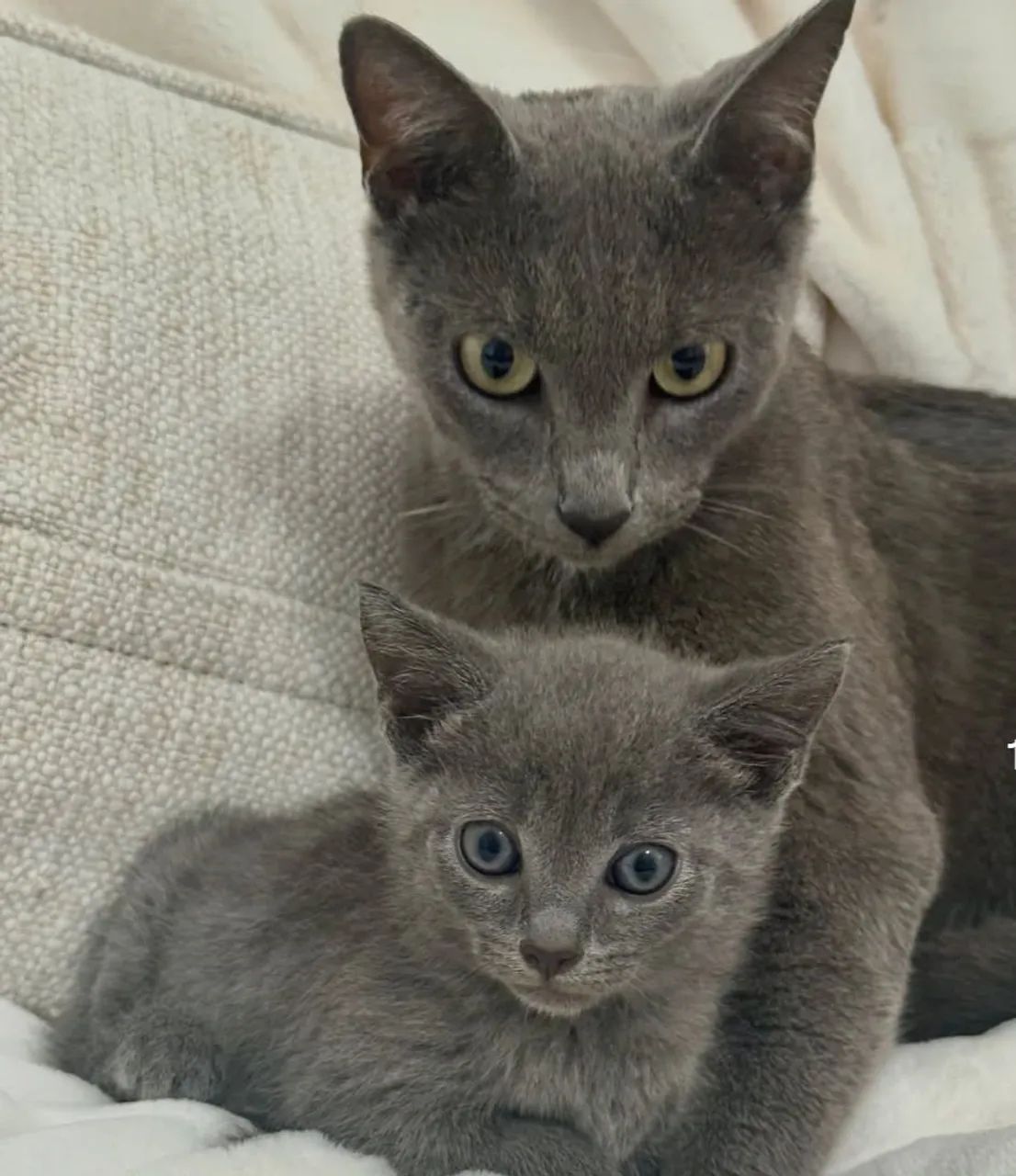 Filhotes de russian Blue cinza