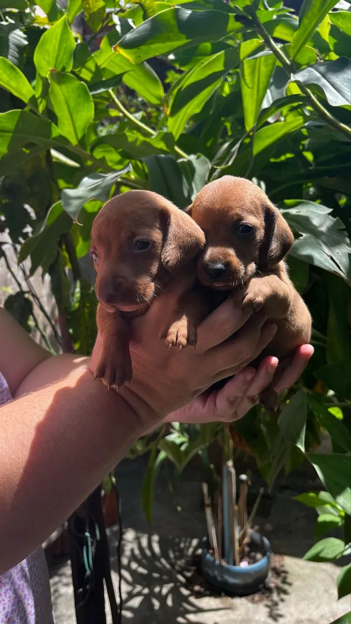 Cachorros  - Foto 5