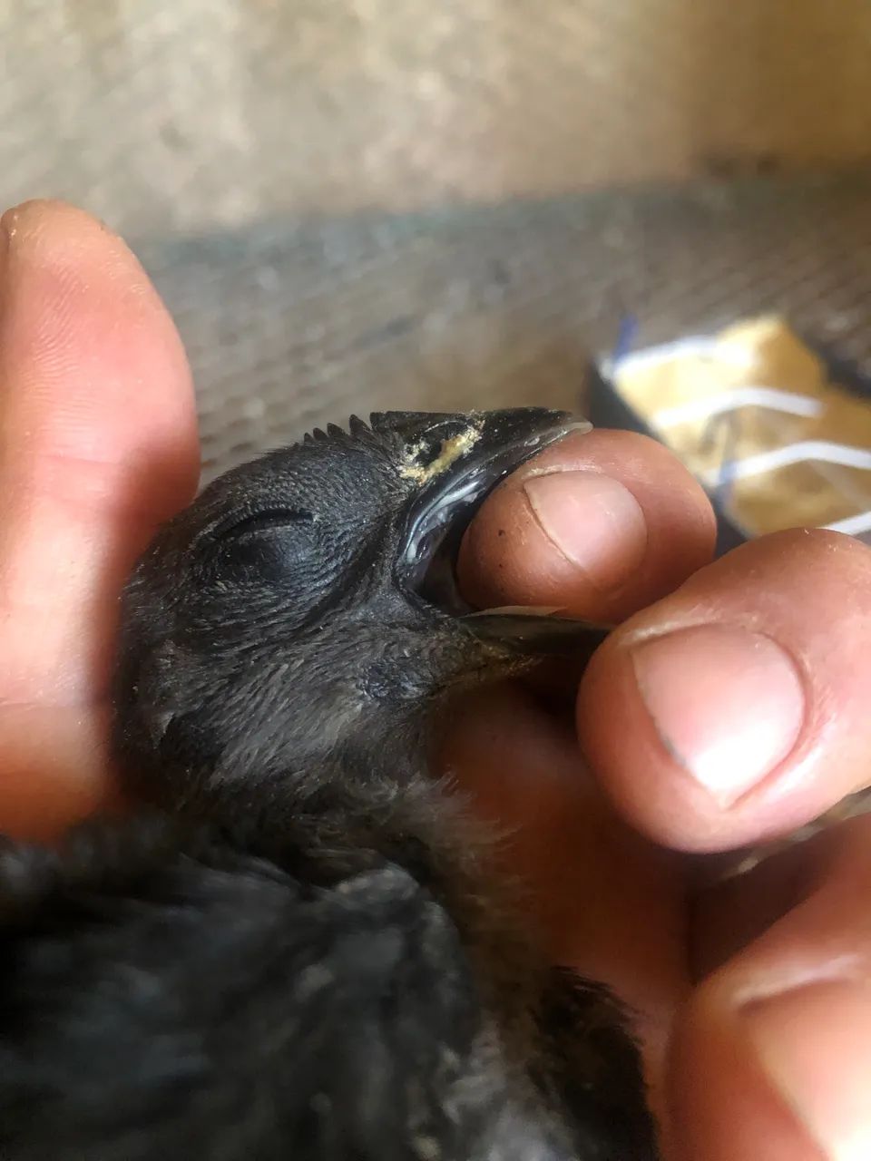 Galinha ayam cemani  - Foto 3