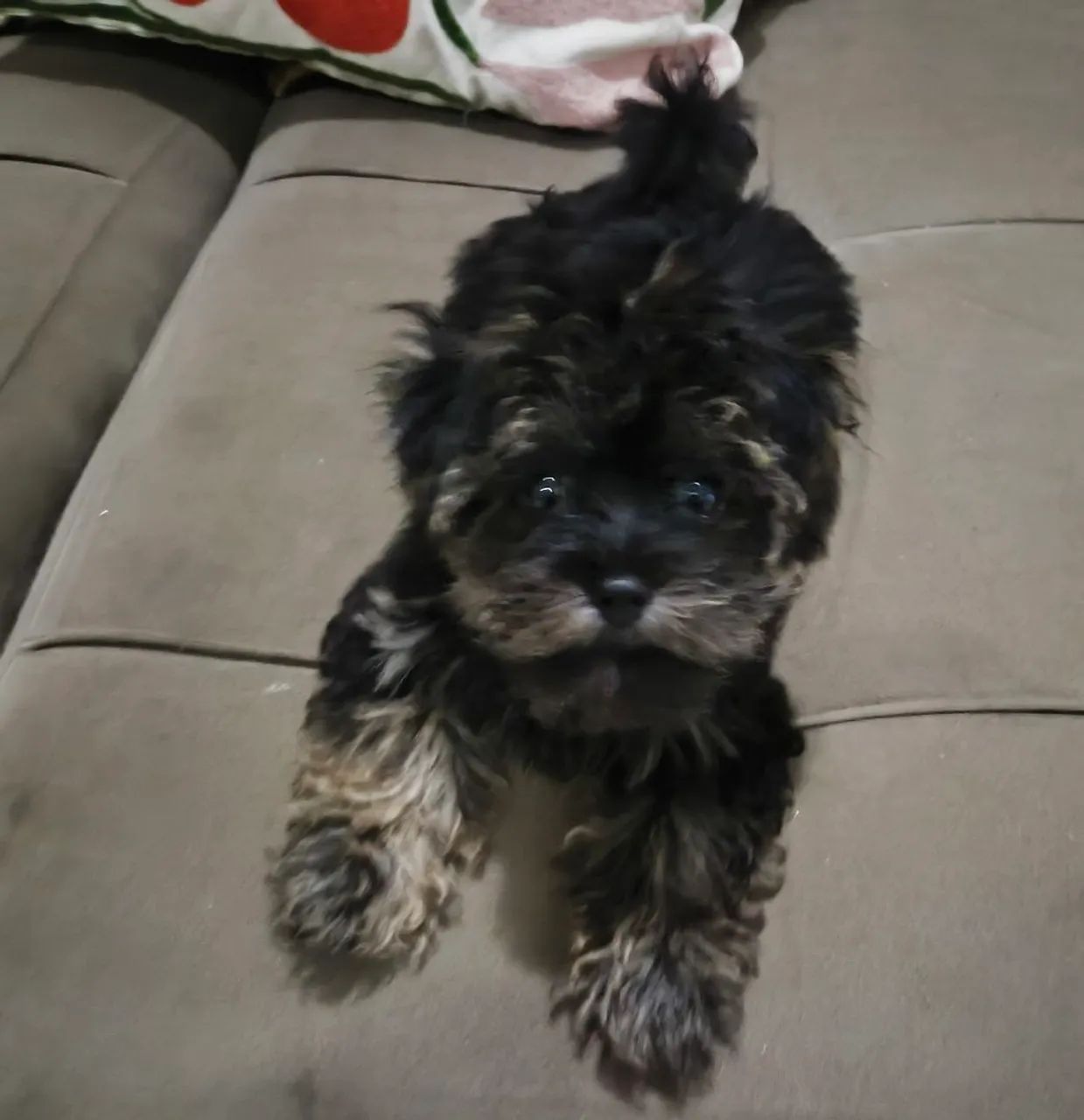 Yorkshire terrier mini  - Foto 2