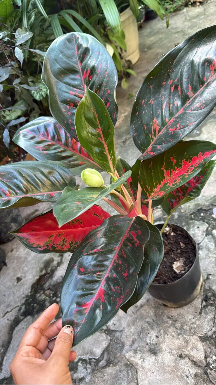 Plantas  - Foto 2