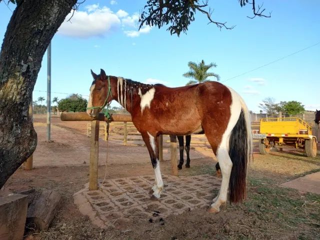 Cavalo pampa porte médio - Foto 3