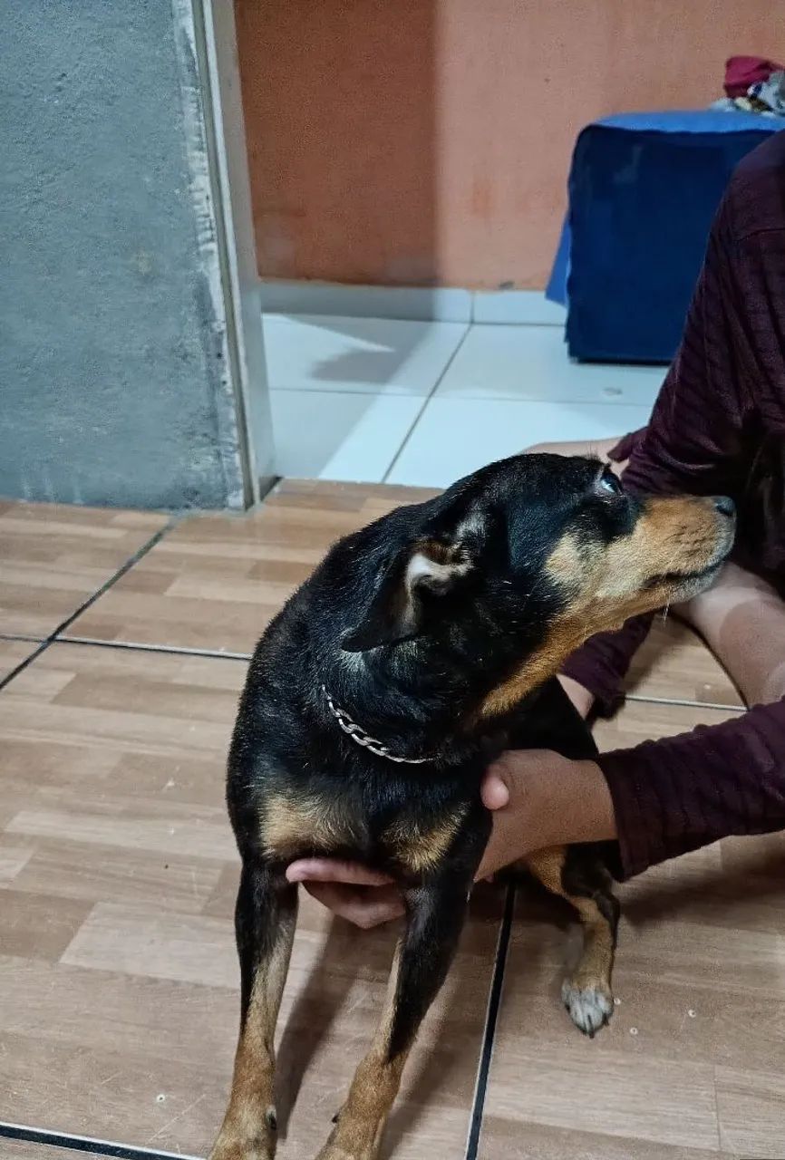 Pinscher 2 anos e meio.