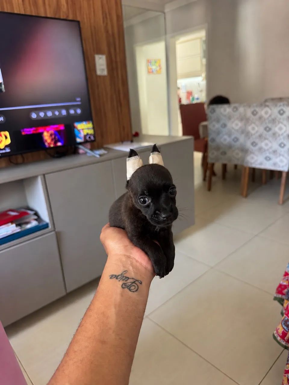 Pinscher Zero 