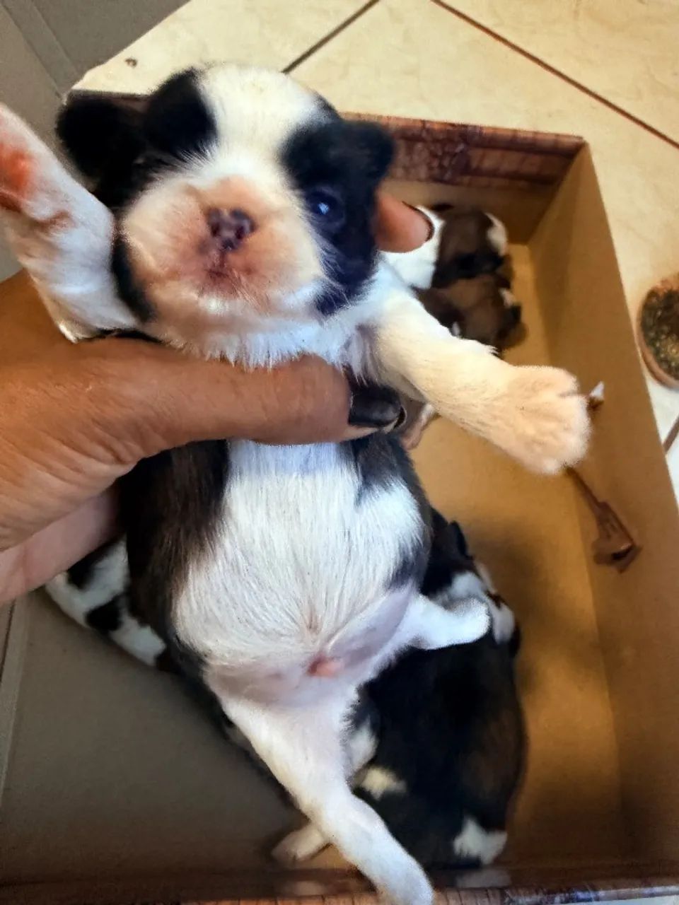 Shihtzu mini - Foto 4