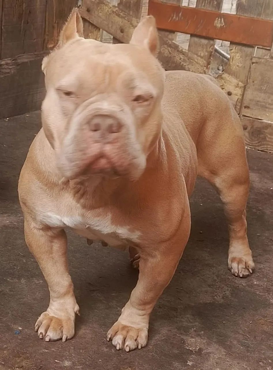 Pitbull American Bully  - Foto 3