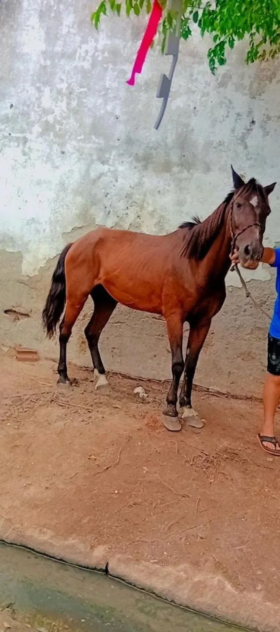 Cavalo ?  bom prá  passear correr  - Foto 2