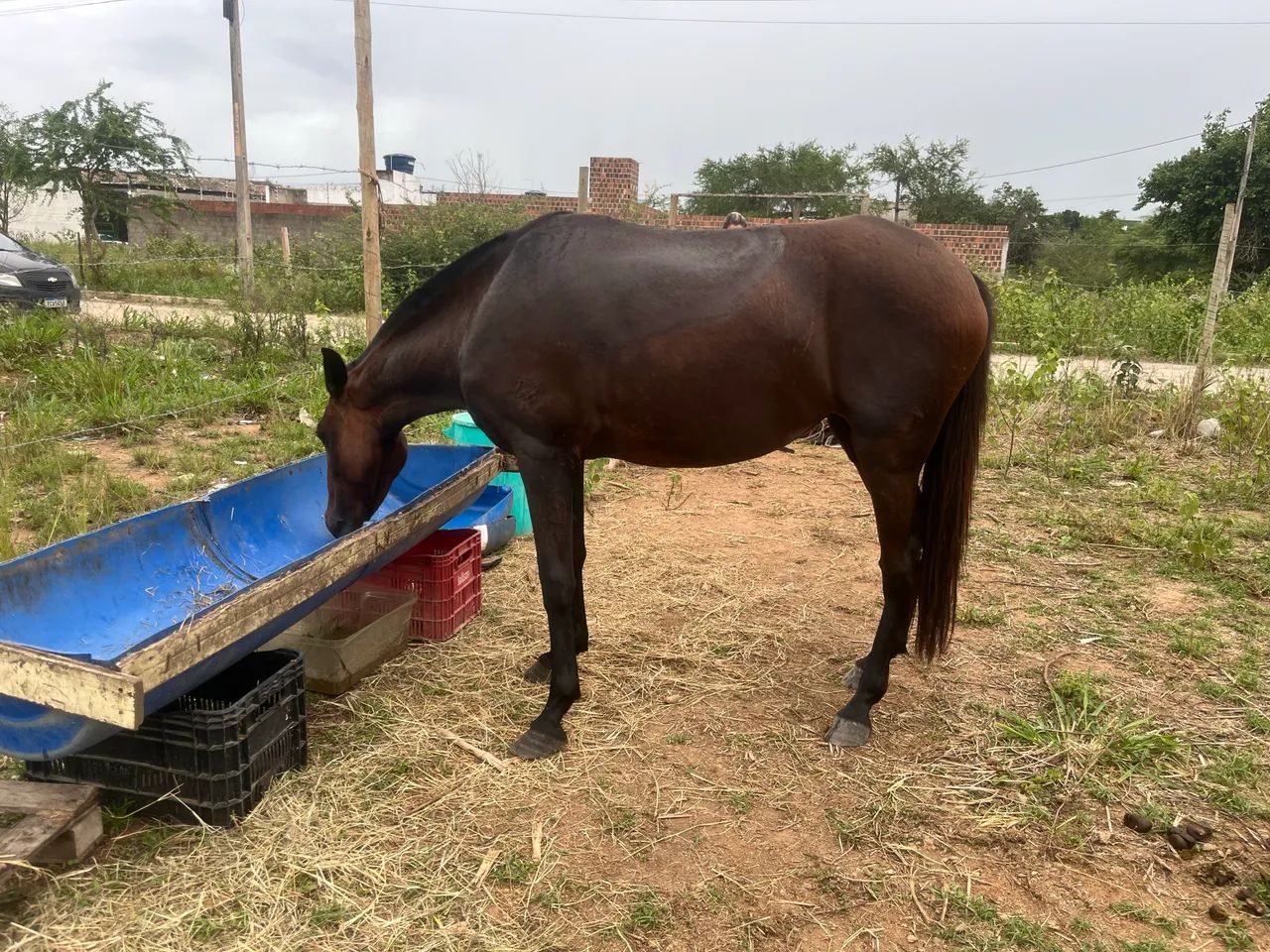 Égua é cavalo  - Foto 4