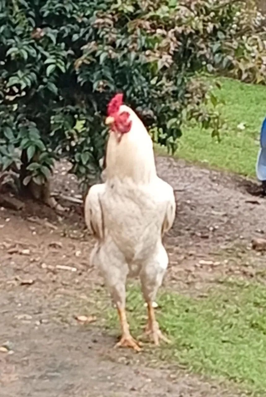 Galo