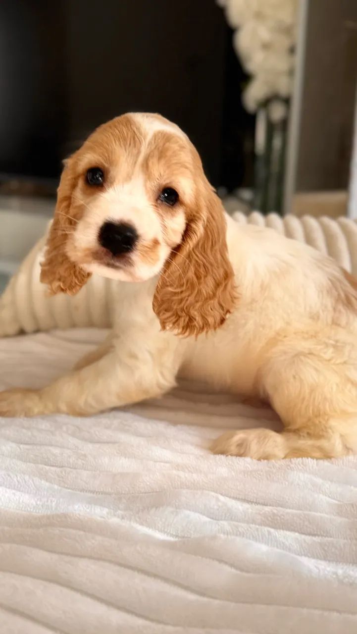 Cocker spaniel - Foto 5