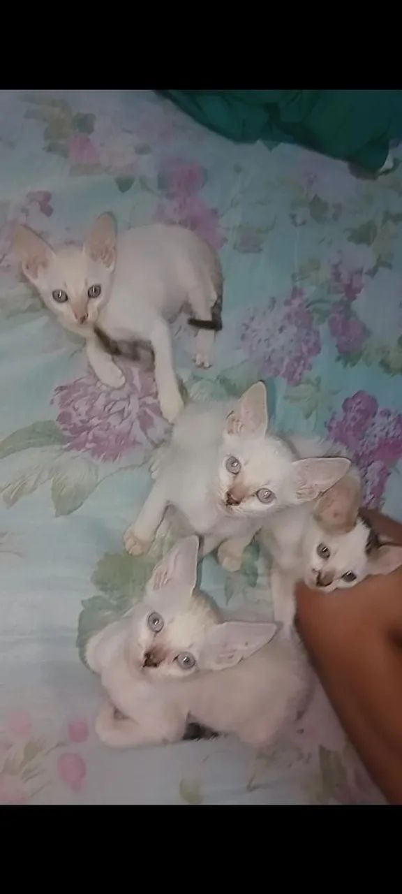 Doação 