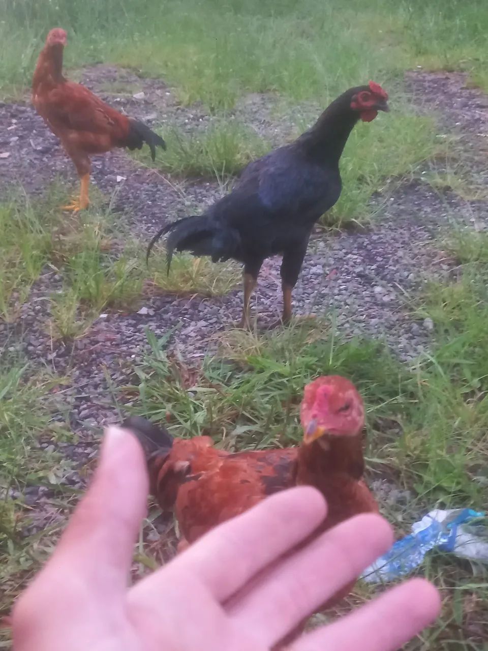 Galo caipira, dócil come na mão. - Foto 5