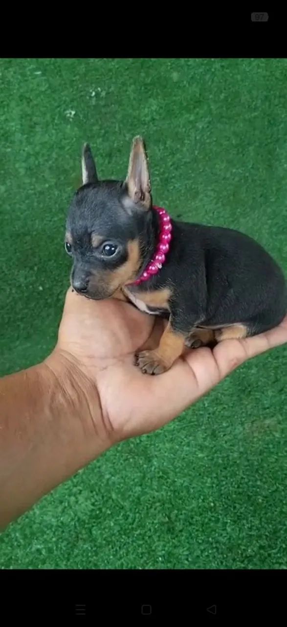 Pinscher vacinação importada  - Foto 2