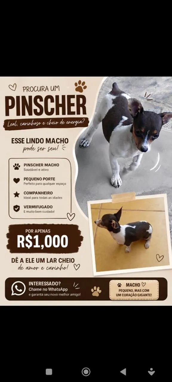 Filhote Pincher 