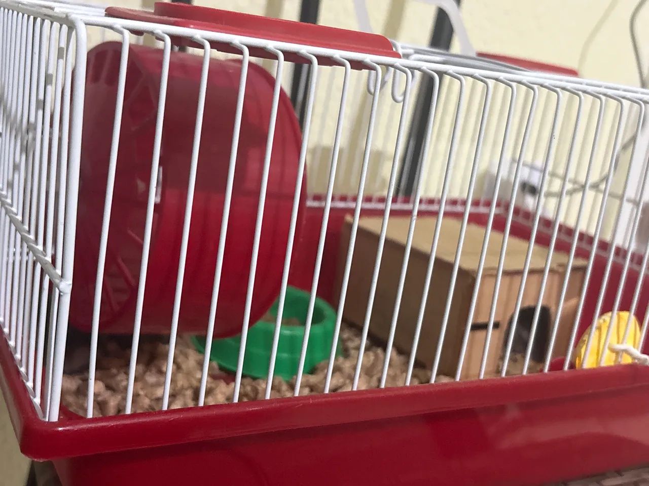Filhote de hamster russo