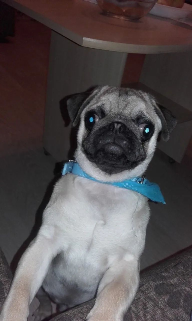 Filhotes de Pug | Encanto que conquista rápido