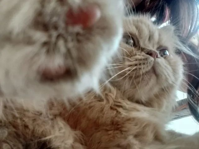 Gato persa - Foto 3