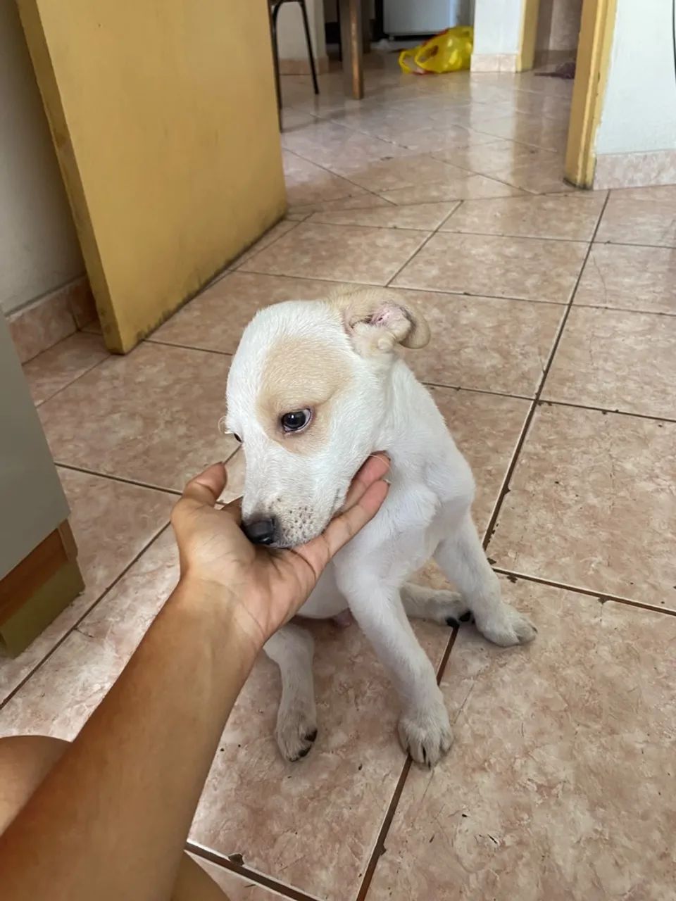 ? Doação de Filhote Branco