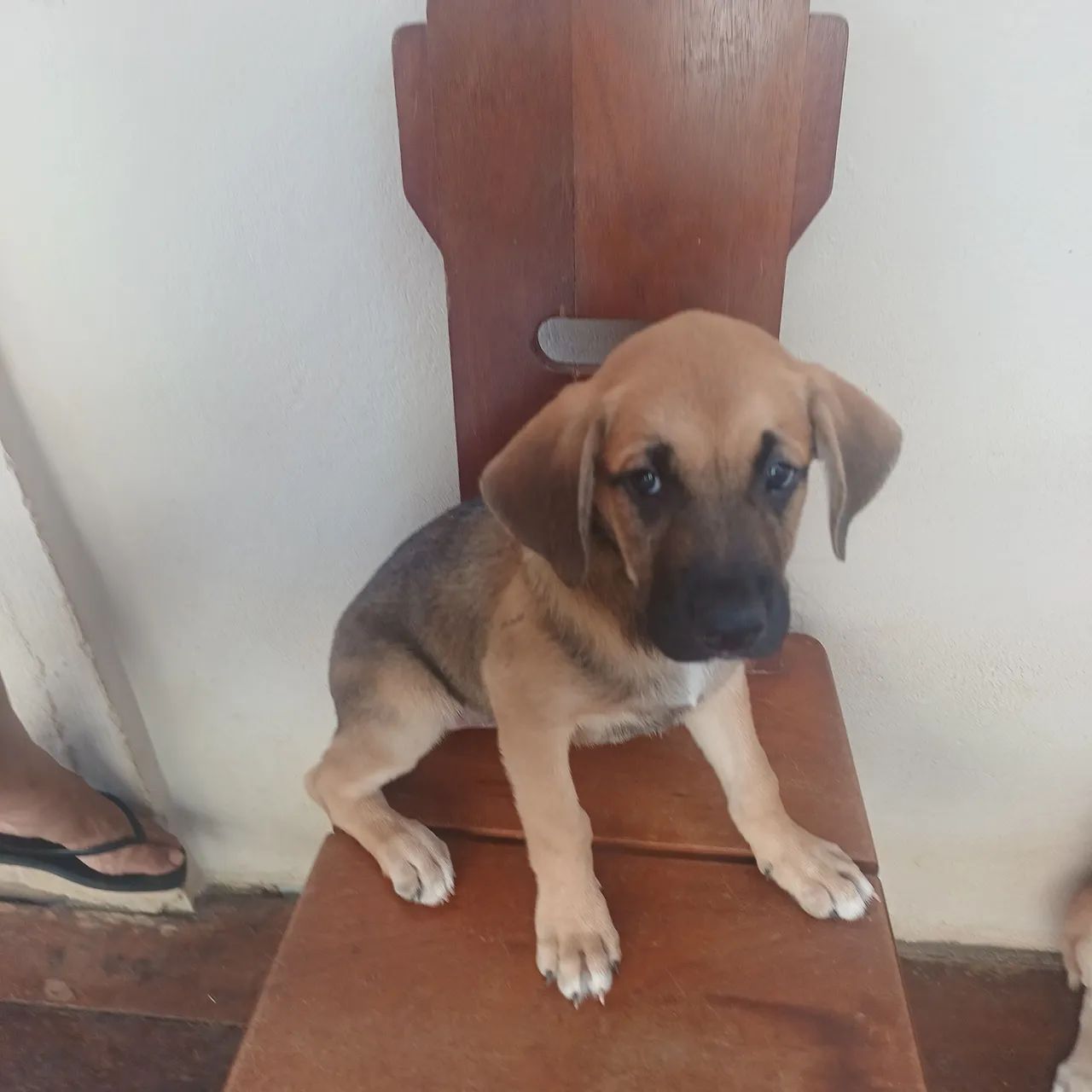 Doação de cachorrinhos.  - Foto 2