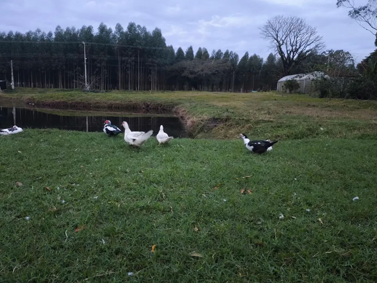 Patos a venda  - Foto 5