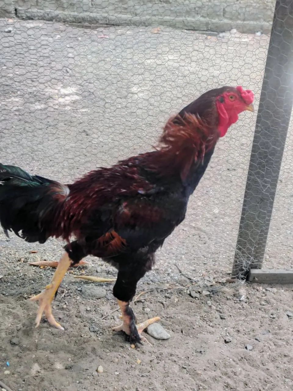 Galinha ? - Foto 3