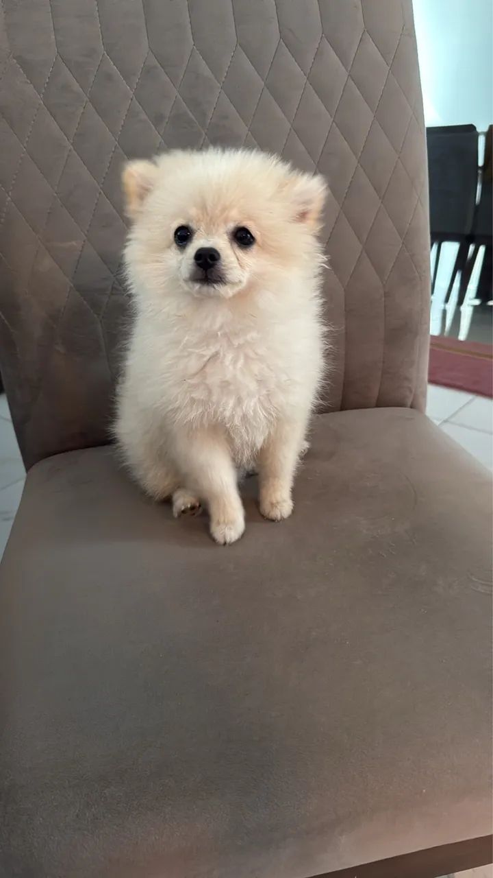Pets  - Foto 4