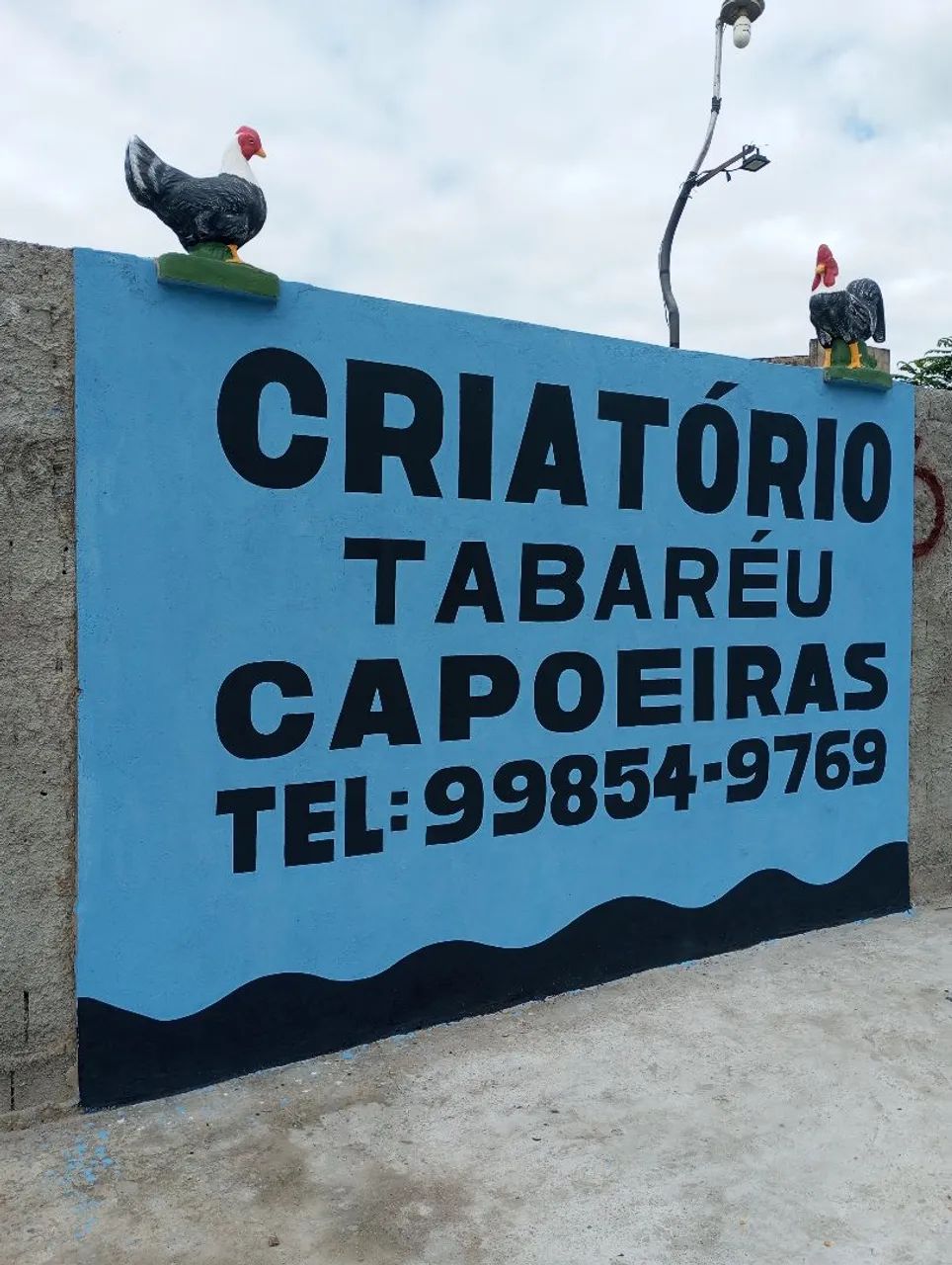 Vendo capão capoeiras  - Foto 4