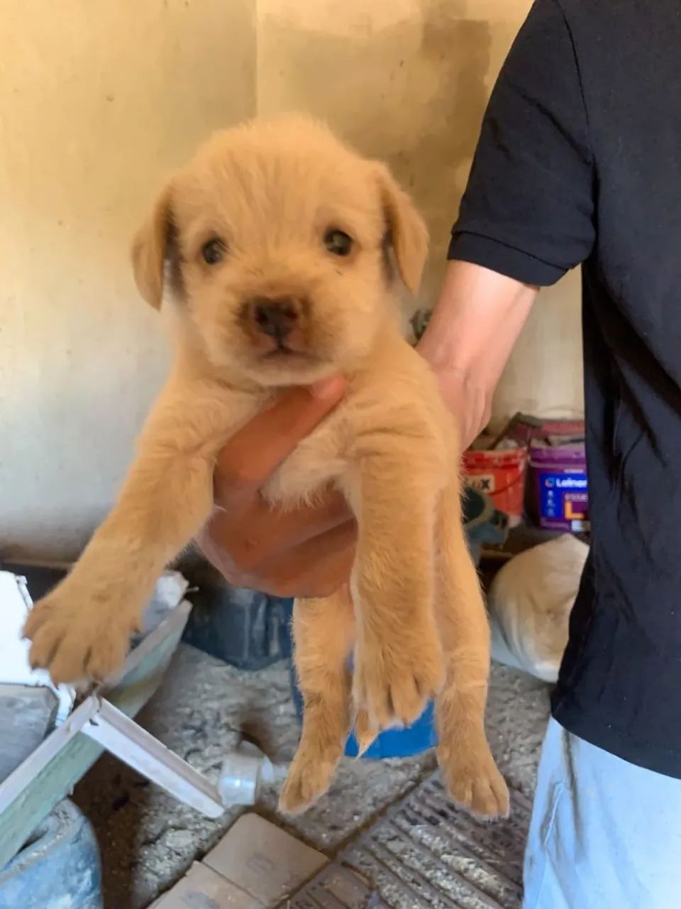 Filhote de poodle com Shitzu
