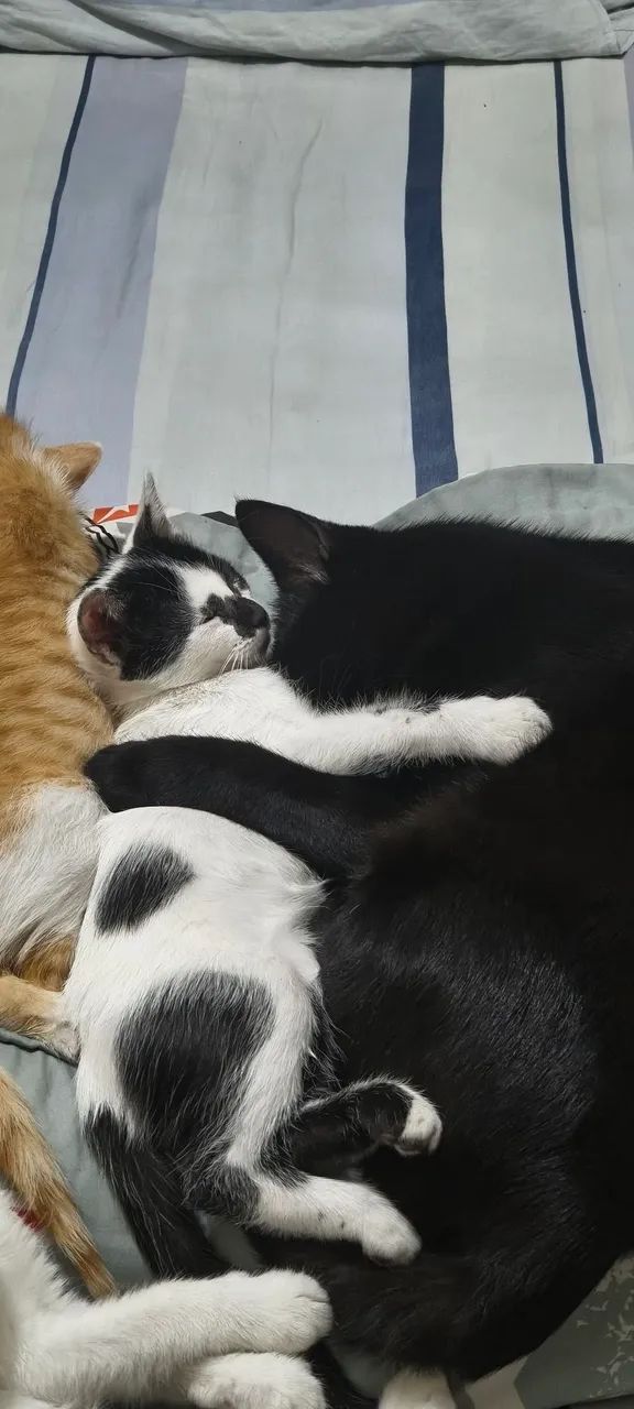 doa-se gatinhos
