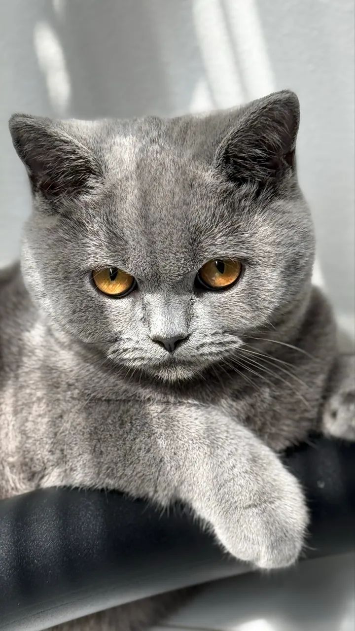 Filhotes British Shorthair - Foto 3