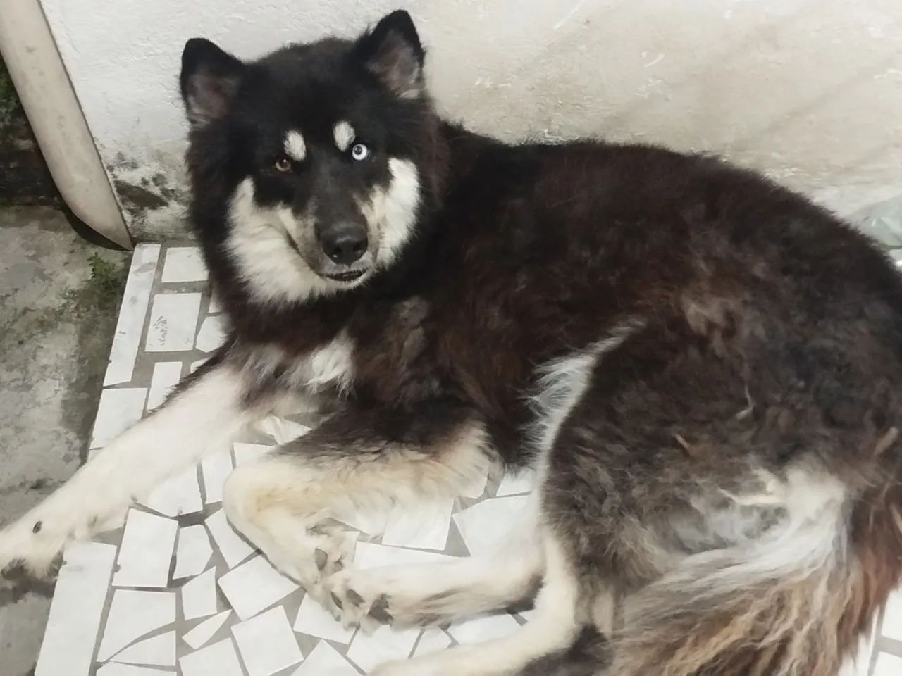 Cachorra - Foto 3