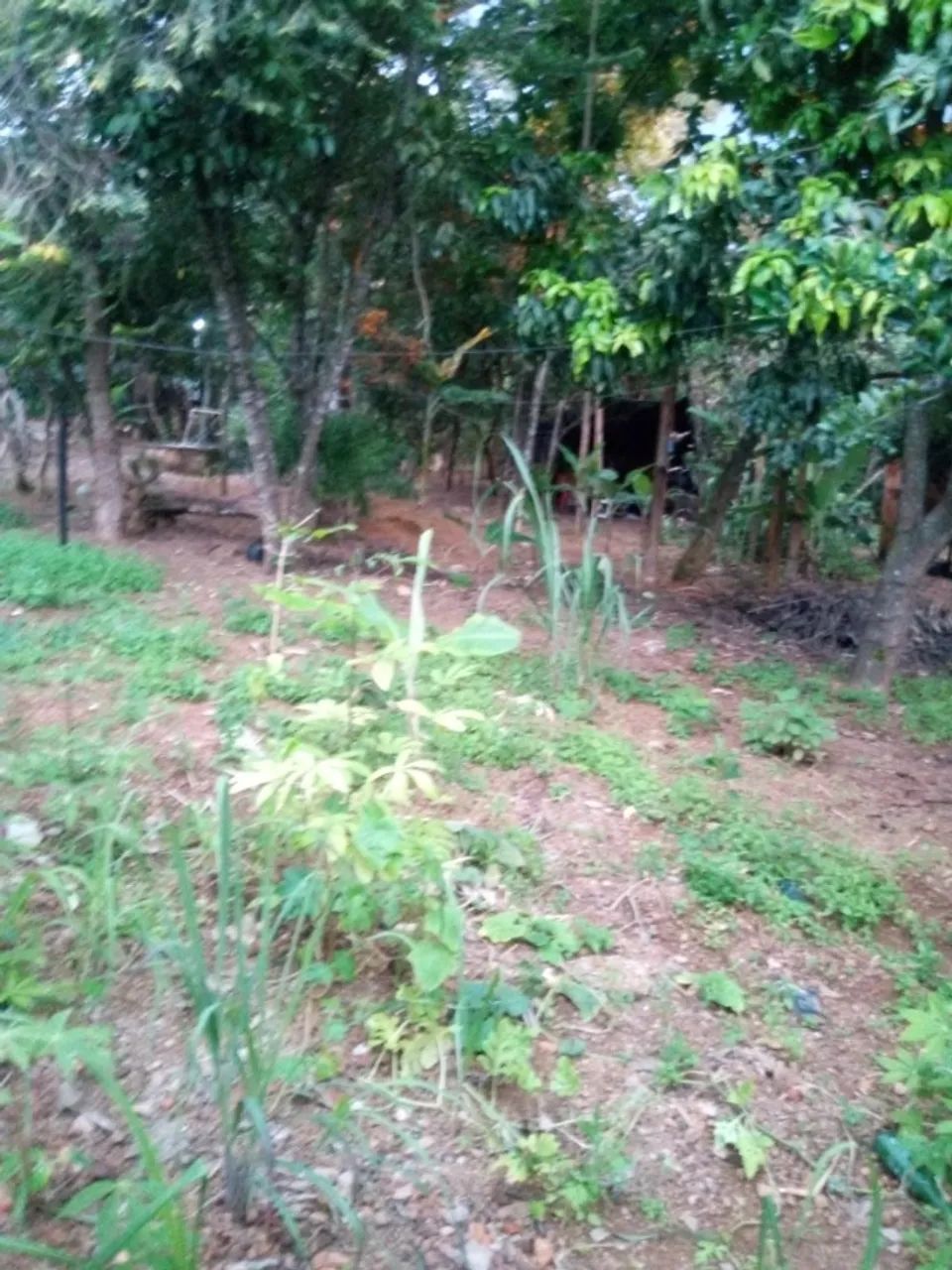 Chácara 1.700 m² - (Setor Sul - GAMA-DF) - Foto 3