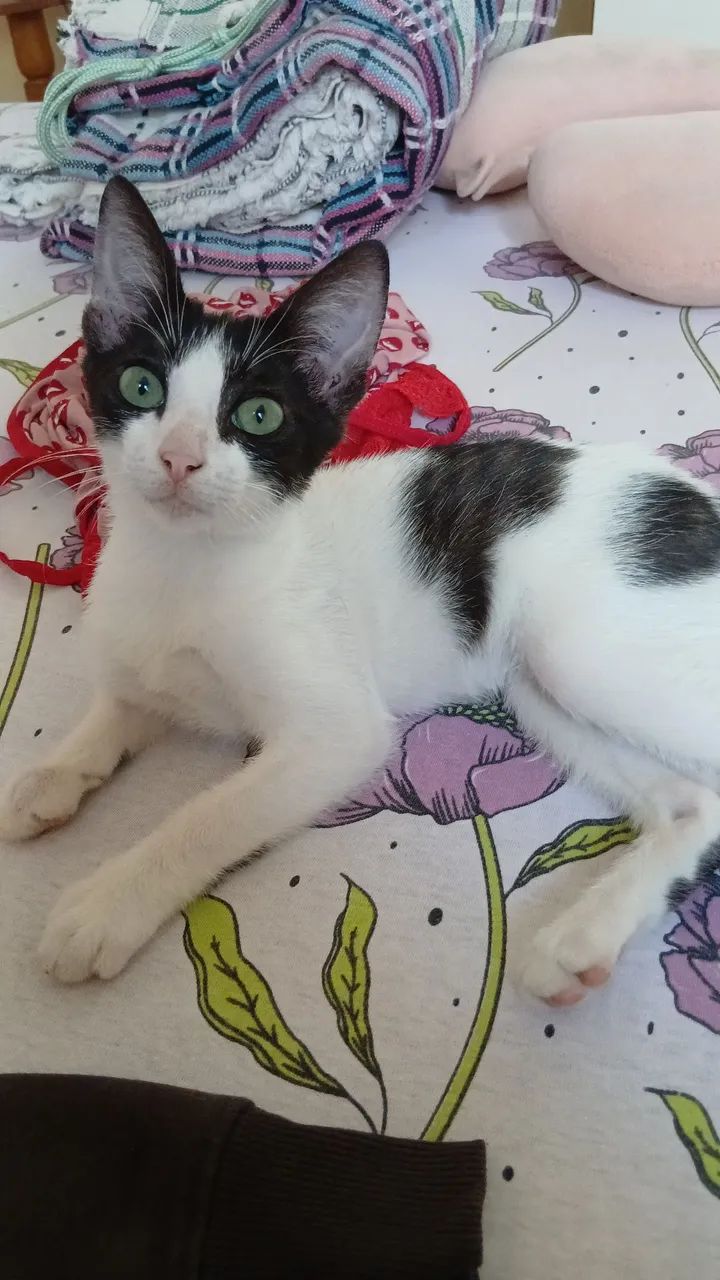 Adoção responsável  - Foto 4