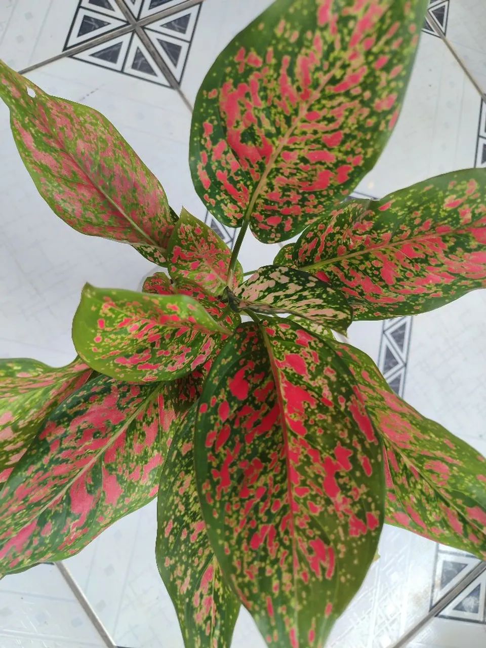 Plantas de sombra  - Foto 3