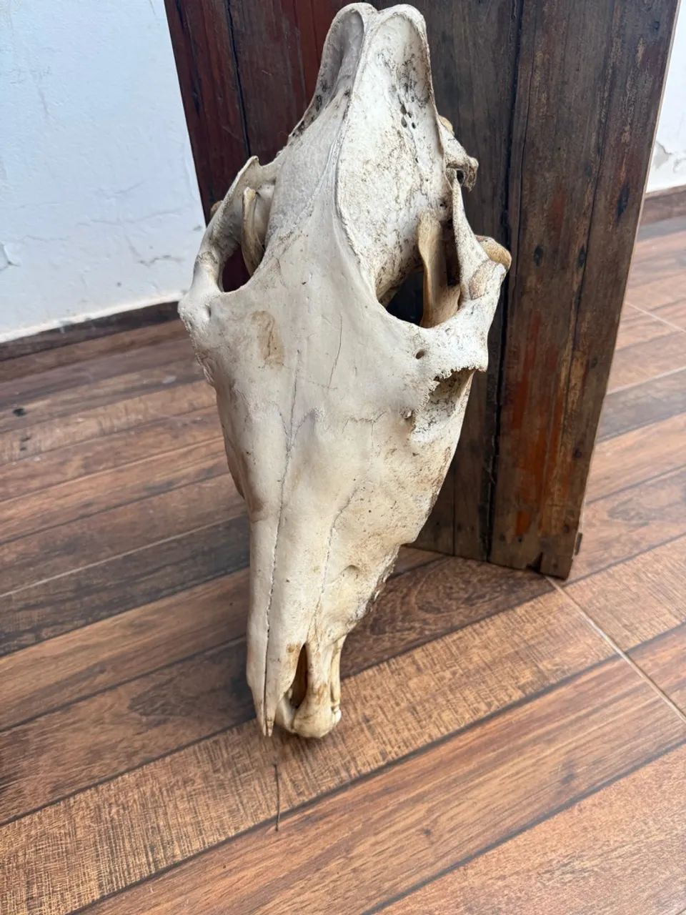 Troféu antigo crânio de cavalo  - Foto 2