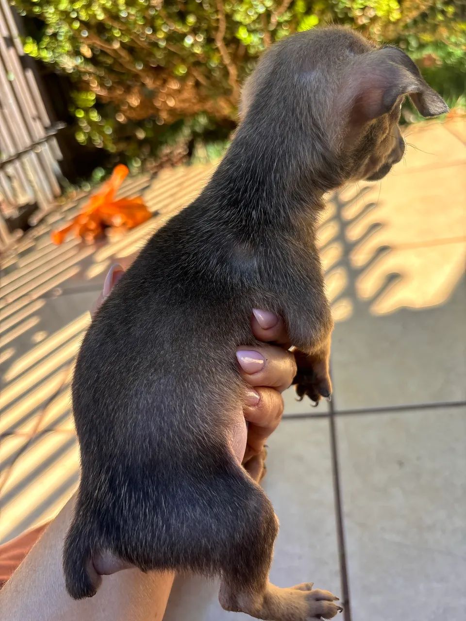 Vendo Pinscher  - Foto 5