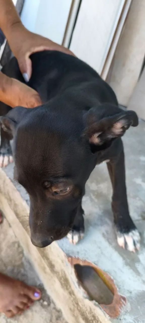 Filhote de cachorro para adoção ? - Foto 5