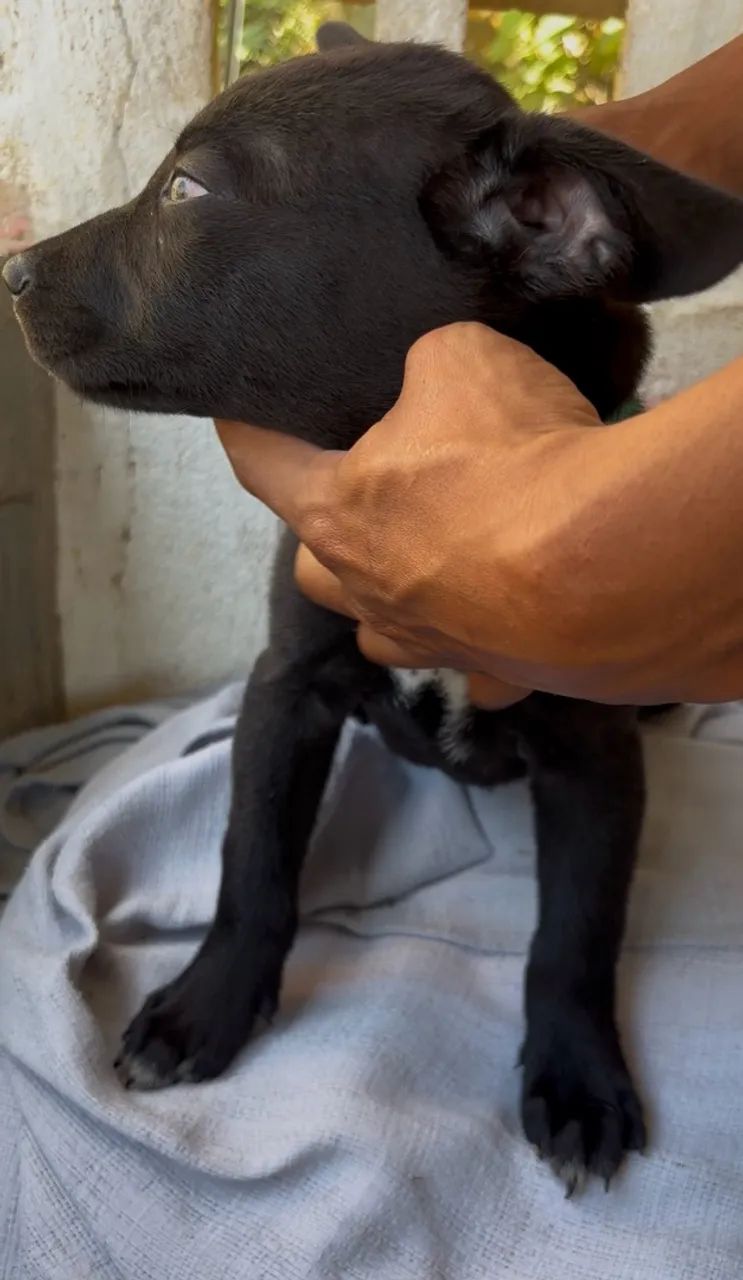 ADOÇÃO RESPONSÁVEL  - Foto 5