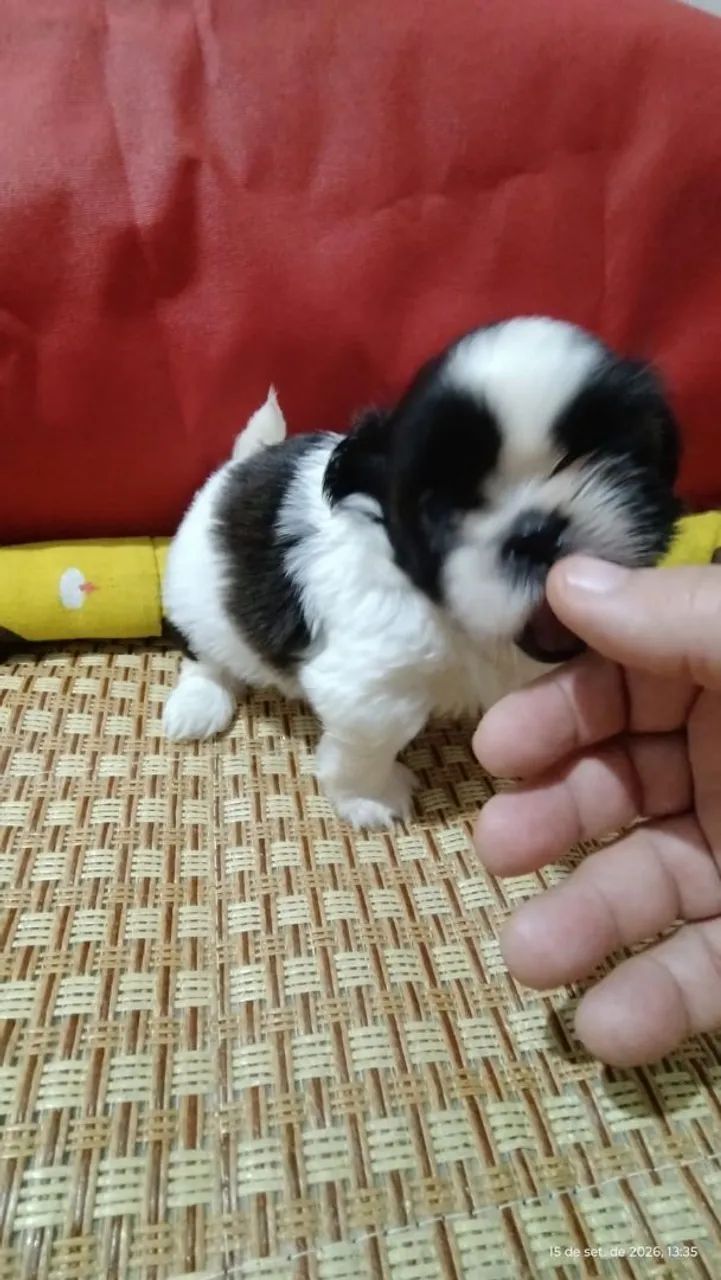 Linda shihtzu  - Foto 5