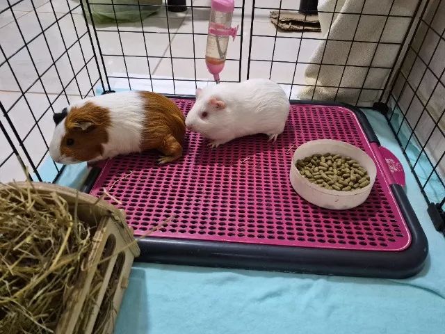Animais  - Foto 5
